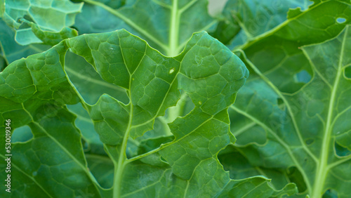 CLOSE UP: Green cabbage leaves damaged and perforated by a cabbage worm parasite
