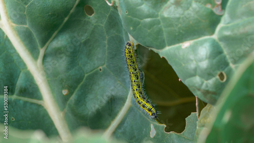 CLOSE UP: Cabbage worm parasite perforating and damaging green cabbage leaves © helivideo
