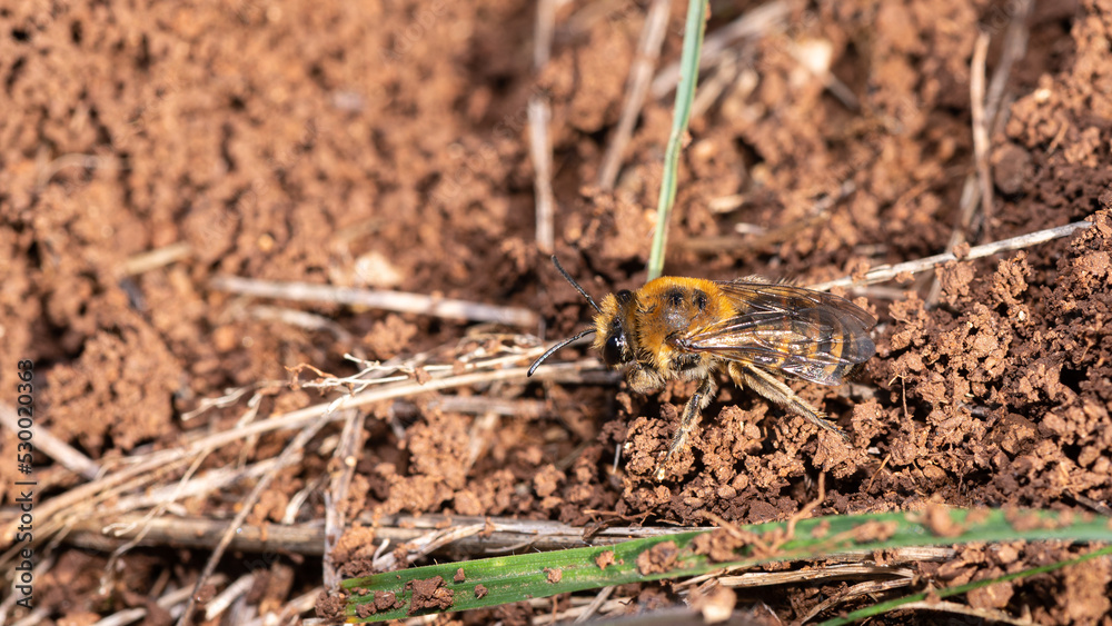 Colletes hederae - Ivy bee - Collète du lierre Colletes hederae - Ivy bee - Collète du lierre