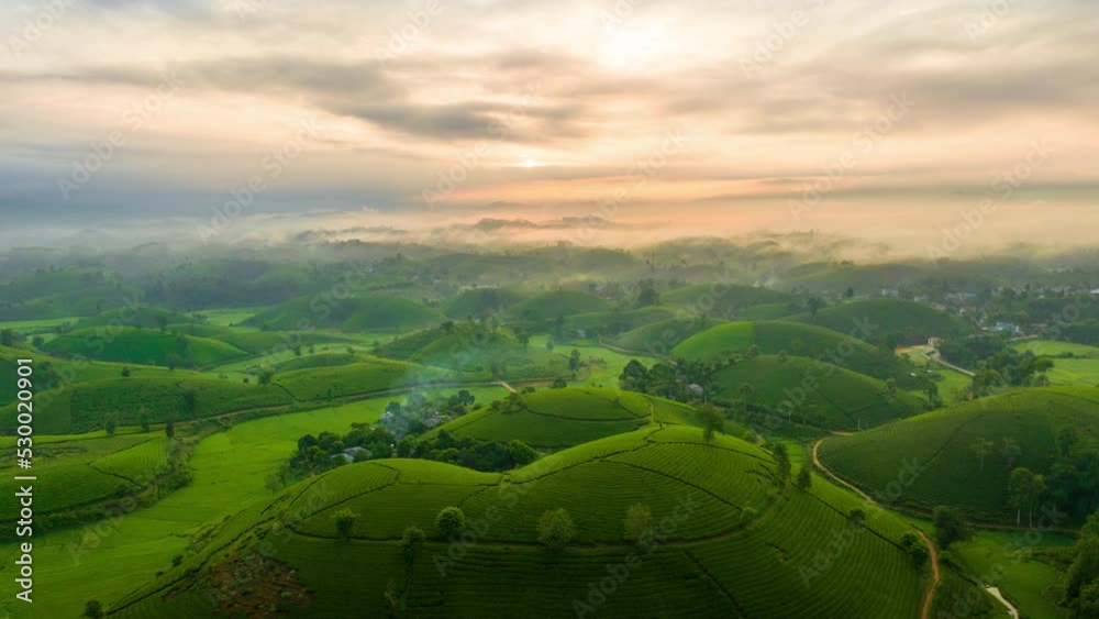 Hyper lapse of Tea plantation with morning mist at long coc mountains, green tea farm at sunrise in Vietnam. Hyper lapse of Tea plantation with morning mist at long coc mountains, green tea farm at sunrise in Vietnam.