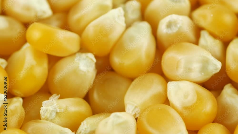 Golden yellow raw popcorn kernels rotating. Close up shot. Golden yellow raw popcorn kernels rotating. Close up shot.