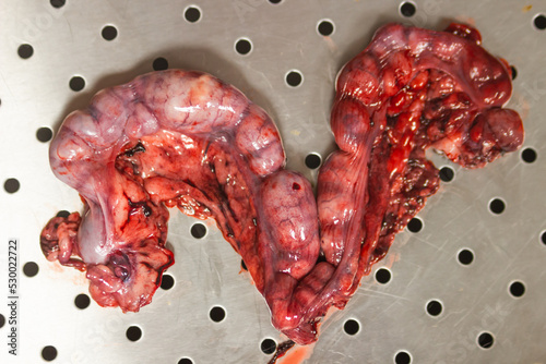 Top view of pyometra - Uterus inflammation after surgical operation to remove uterus with pus at the veterinary clinic.