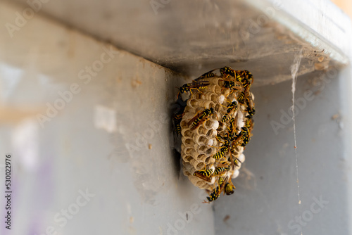 wasp nest made on a suburban information metalic panel