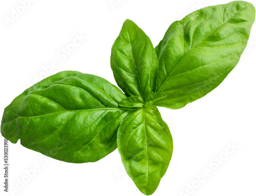 Fresh Basil png transparent photo