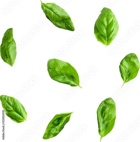 Fresh Basil png transparent photo