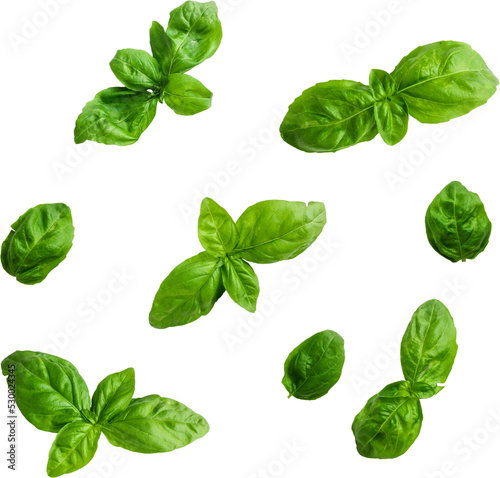 Fresh Basil png transparent photo