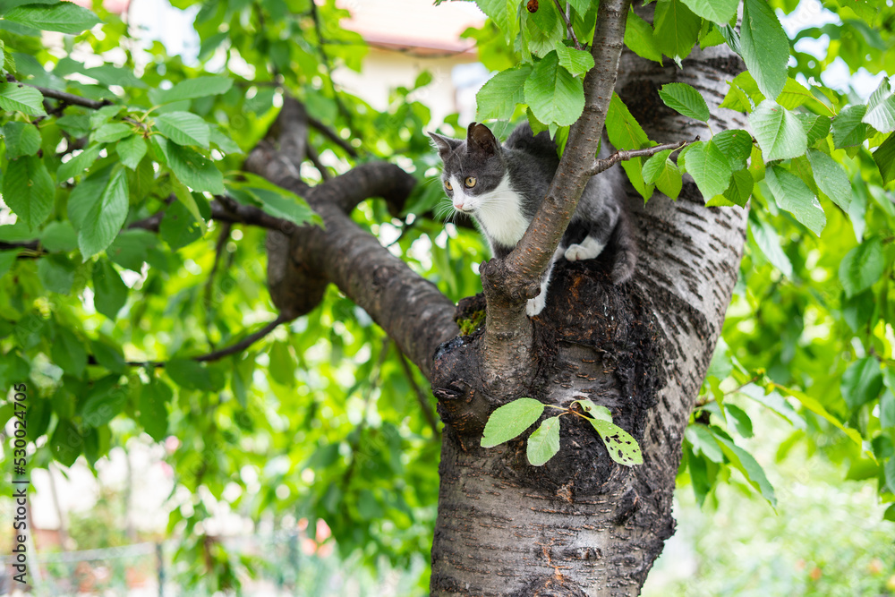 A little gray cat climbing and walking on the branches of the tree