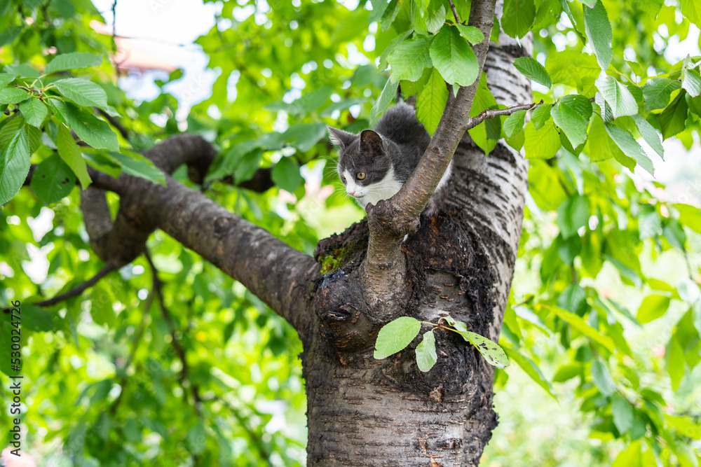 Obraz premium A little gray cat climbing and walking on the branches of the tree