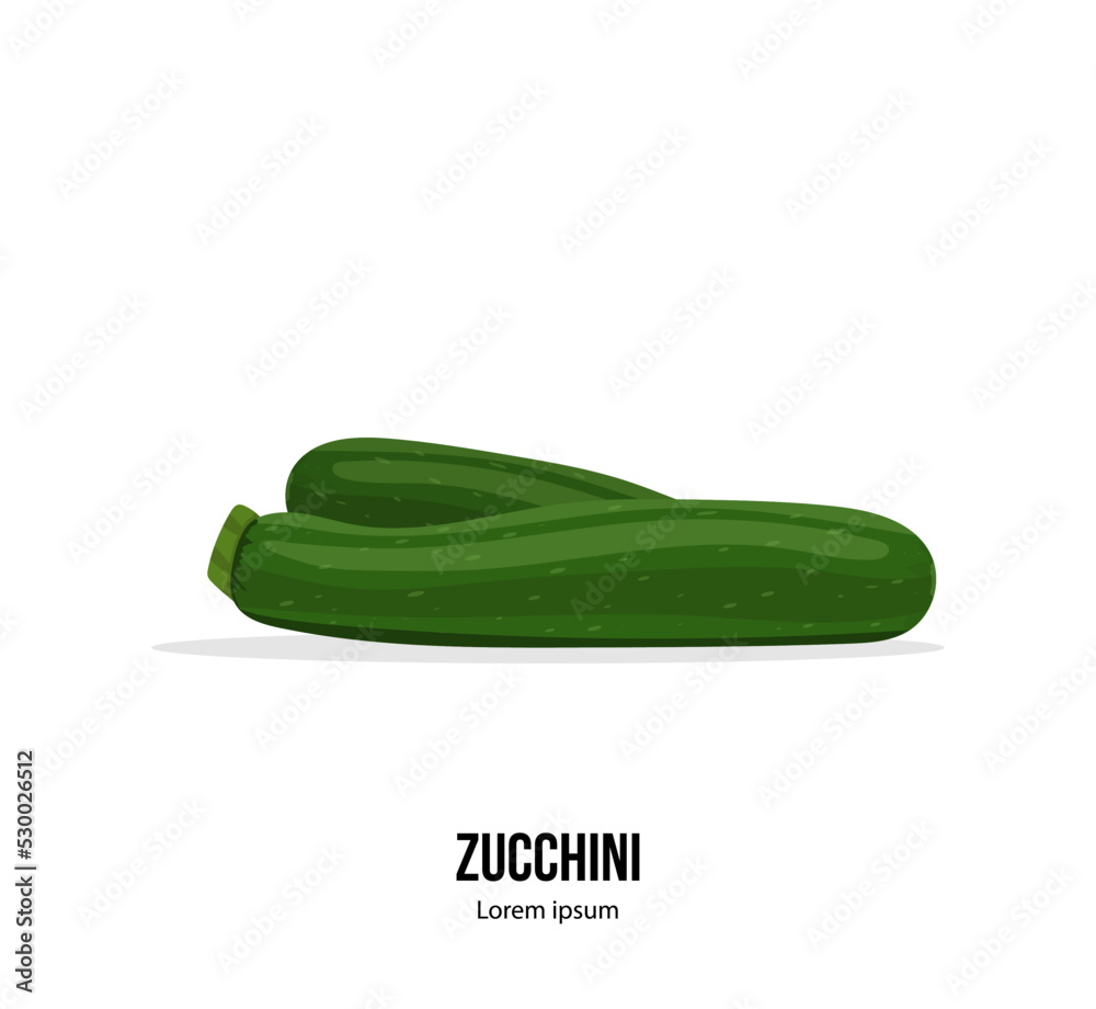 Zuccini template design. Fresh green squash isolated on the white background. Vector illustration Zuccini template design. Fresh green squash isolated on the white background. Vector illustration