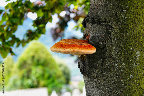 Eine ockerfarbene oder vielfarbige Tramete an einem Baumstamm photo