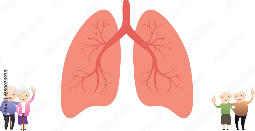 Fototapeta premium Lung organ anatomy symbol for health and medical with old man and old woman.