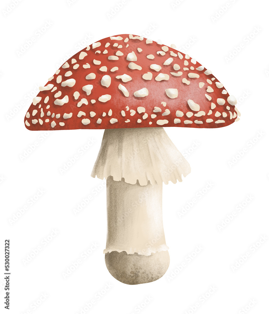 Beautiful mushroom amanita isolated on transparent background with red and white spots. Realistic fly-agaric, Halloween cooking ingredient Beautiful mushroom amanita isolated on transparent background with red and white spots. Realistic fly-agaric, Halloween cooking ingredient