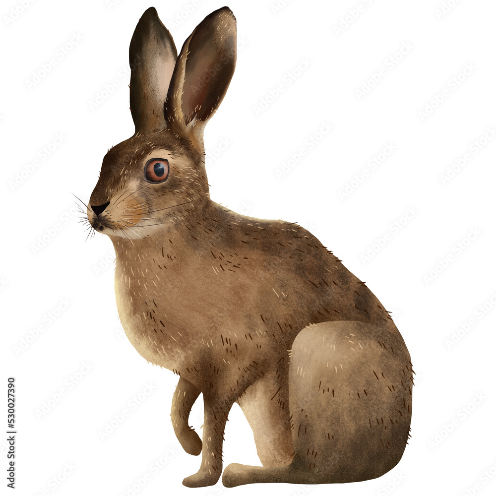 Cute hare realistic drawing illustration isolated on transparent ...