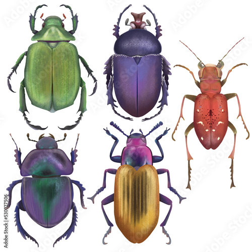 Colorful set if realistic beetles illustrations isolated on transparent background. Collection of modern illustration for entomology.