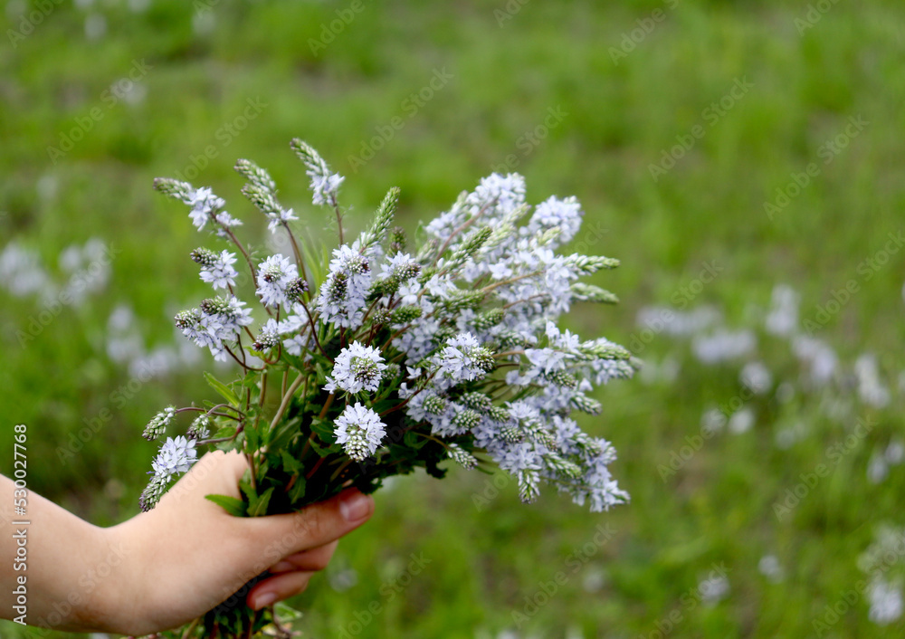 Wildflowers background. Copy space. Bouquet of wild flowers in hands. Wildflowers background. Copy space. Bouquet of wild flowers in hands.