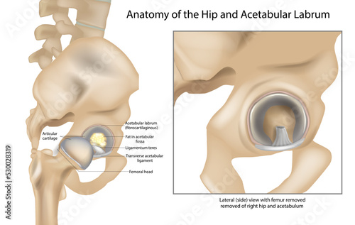 Anatomy of the Hip and Acetabular Labrum. Ligamentum teres and Articular cartilage. Lateral view with femur removed of right hip. photo