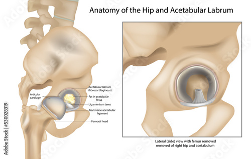 Anatomy of the Hip and Acetabular Labrum. Ligamentum teres and Articular cartilage. Lateral view with femur removed of right hip.