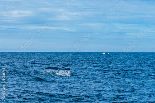 Whale tail in the Atlantic Ocean near Boston, Massachusetts, USA © Sergey + Marina