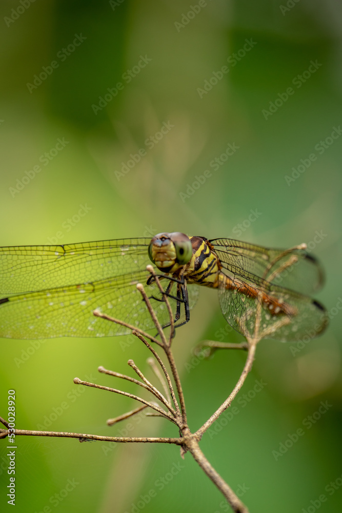 The dragonfly is standing on a beautiful tree branch. The dragonfly is standing on a beautiful tree branch.
