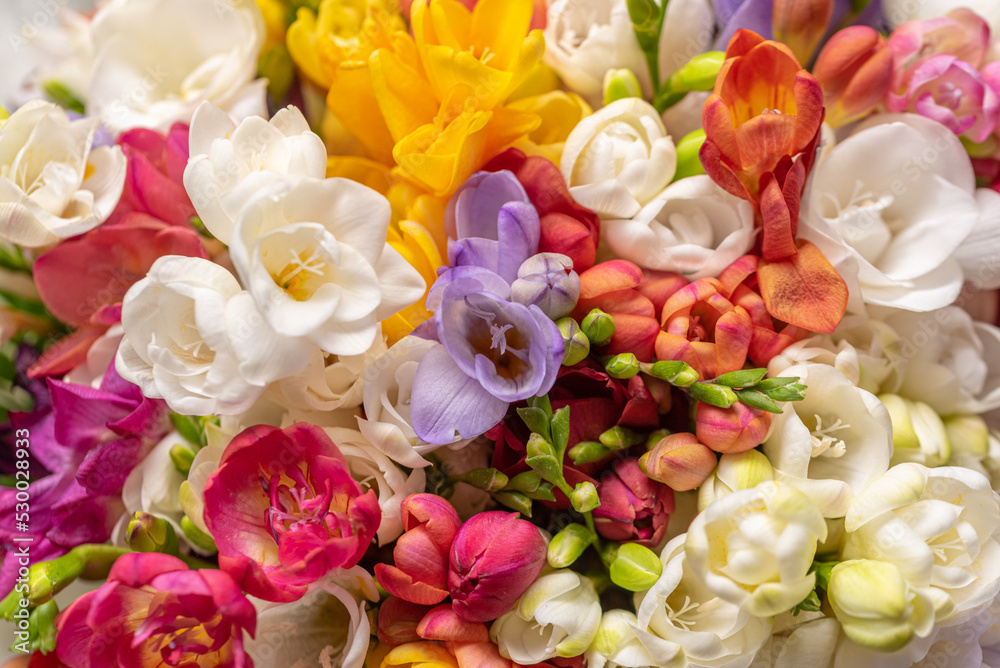 The colorful bouquet of freesia flowers The colorful bouquet of freesia flowers