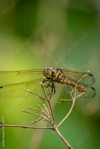 The dragonfly is standing on a beautiful tree branch. © Azmil