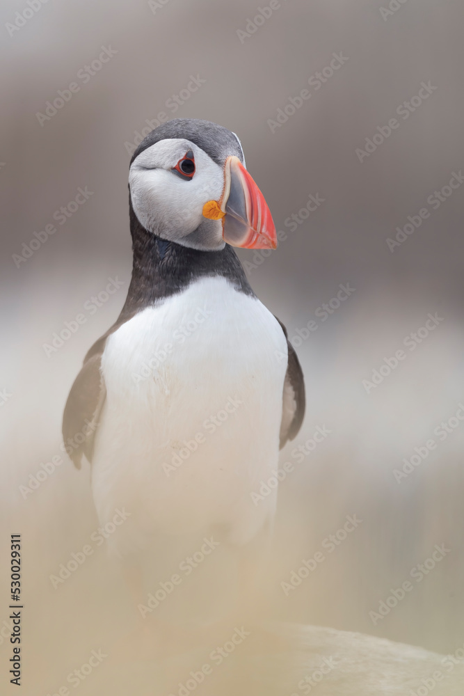 Atlantic Puffins bird or common Puffin (Fratercula arctica).