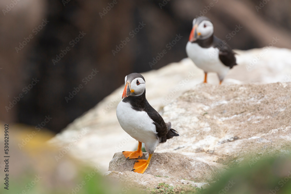 Fototapeta premium Atlantic Puffins bird or common Puffin (Fratercula arctica).