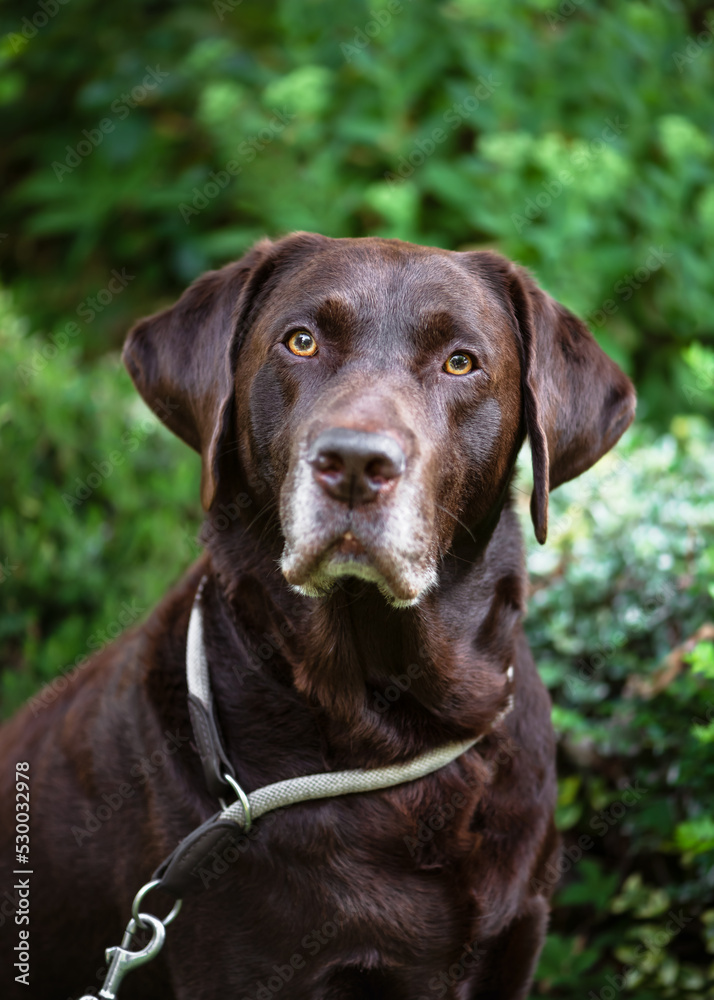 Portrait of a male brown chocolate labrador retriever with serious face in the summer garden. Pet concept. Selective focus.