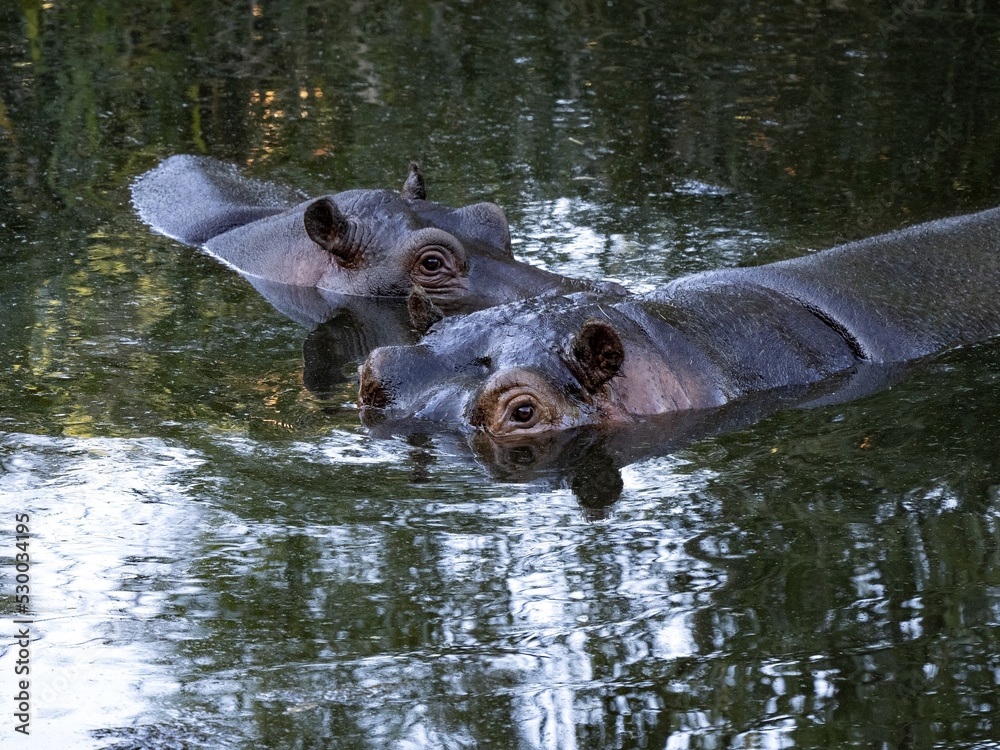 Fototapeta premium Two Hippopotamus, Hippopotamus amphibius, in a lake in the early evening light.