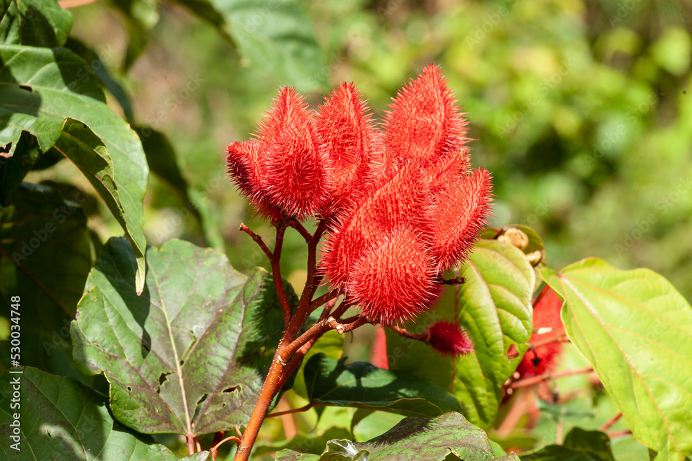 Bixa Orellana - Annatto Bush Loaded And Ready For Harvest Bixa Orellana - Annatto Bush Loaded And Ready For Harvest