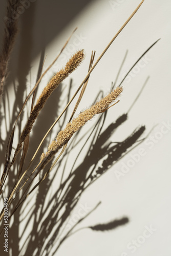 Dried pampas grass bouquet with shadows on the wall. Silhouette in sun light. Aesthetic minimal floral composition