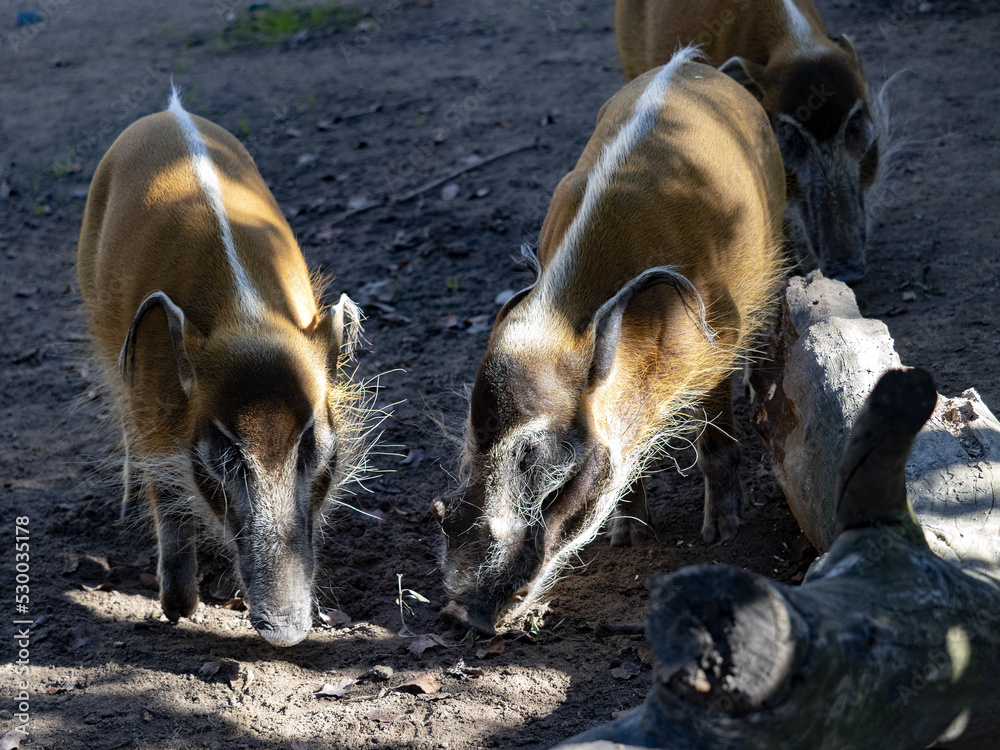 A group of Red river hog, Potamochoerus porcus, foraging in a fallen log. A group of Red river hog, Potamochoerus porcus, foraging in a fallen log.