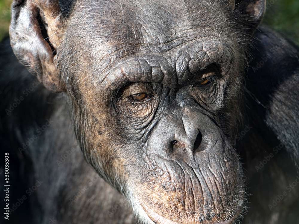 Portrait of a forty-year-old female African Chimpanzee, Pan troglodytes. Portrait of a forty-year-old female African Chimpanzee, Pan troglodytes.