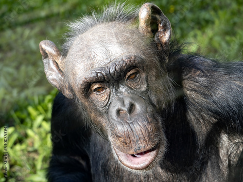 Portrait of a forty-year-old female African Chimpanzee, Pan troglodytes.