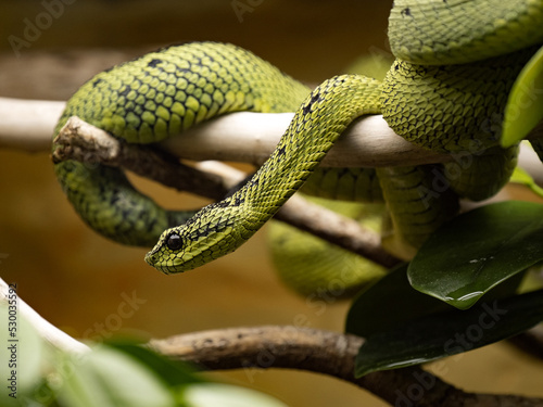 The Great Lakes bush viper, Atheris nitschei is a tree snake with weak venom.