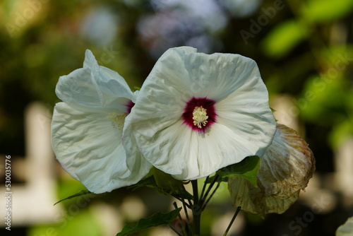 Hibiscus moscheutos 'Old Yella' Malvaceae family. Hanover, Germany. photo