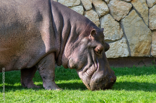 Głowa hipopotama