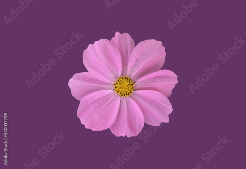 Isolated pink cosmos flower with clipping paths.