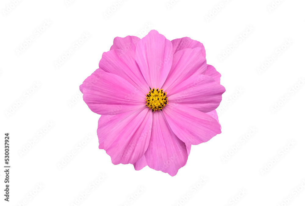 Isolated pink cosmos flower with clipping paths.