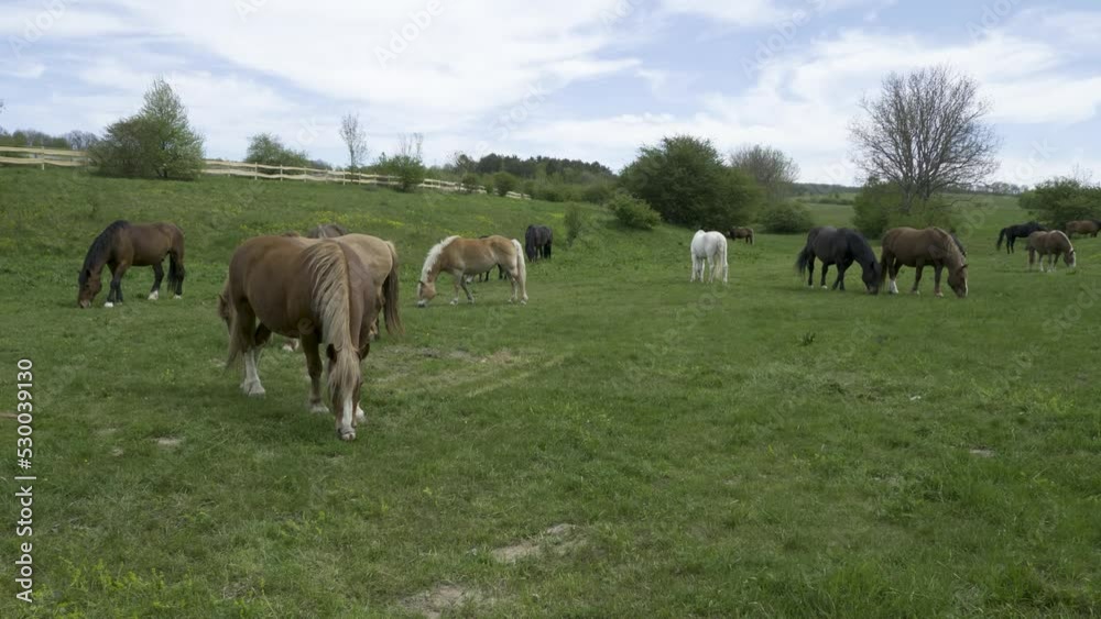 Beautiful Group Of Horses Graze And Eat Grass On A Green Fiel With Cloudy Calm Background Beautiful Group Of Horses Graze And Eat Grass On A Green Fiel With Cloudy Calm Background