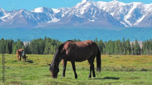 Horse grazing in the green meadow against snow capped mountains background. Beautiful cinematic shot. Idyllic scenery in highlands of Altai Republic