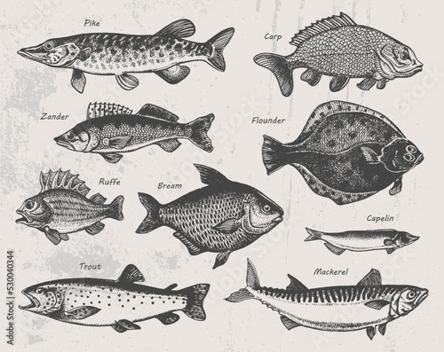 Hand drawn fish. Sketch pike, carp, zander, flounder, ruffe, bream, capelin, trout, mackerel. Vector illustration