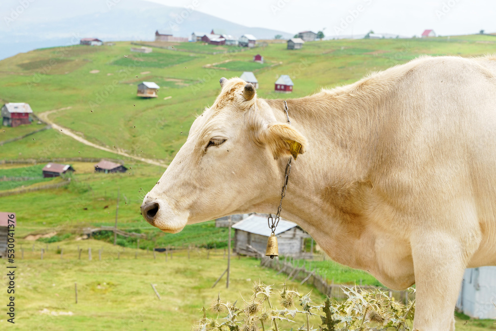 Portrait of a cow grazing high up in the mountains Portrait of a cow grazing high up in the mountains