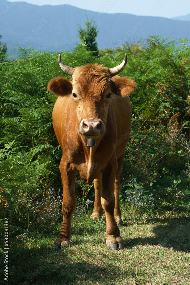 Red cow stands in green bushes in the fern and looks into the camera Red cow stands in green bushes in the fern and looks into the camera