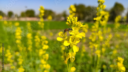 Honey bee collecting nectar from yellow mustard crop flowers