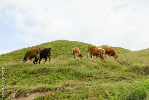 A herd of cows grazes on a pasture in the highlands of Georgia