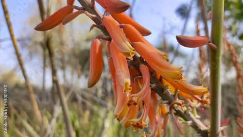 Blossoming flowers of Aloe Vera plant