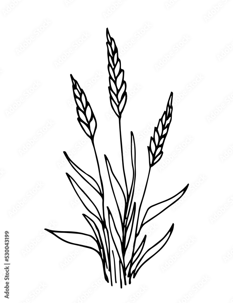 Hand-drawn simple vector drawing in black outline. A bunch of ears of wheat, grain plants, spikelets. Cultivation of agricultural crops, farm harvest. Cereals, flour products. Hand-drawn simple vector drawing in black outline. A bunch of ears of wheat, grain plants, spikelets. Cultivation of agricultural crops, farm harvest. Cereals, flour products.