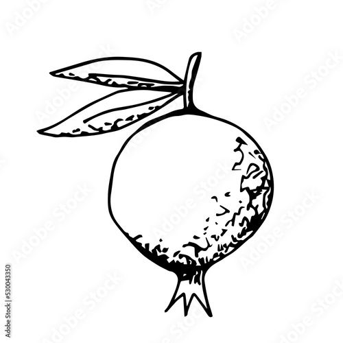 Simple hand-drawn vector drawing in black outline. Pomegranate isolated on white background, healthy fruits, vitamin, juice. Label printing, packaging design, recipe. Ink sketch.