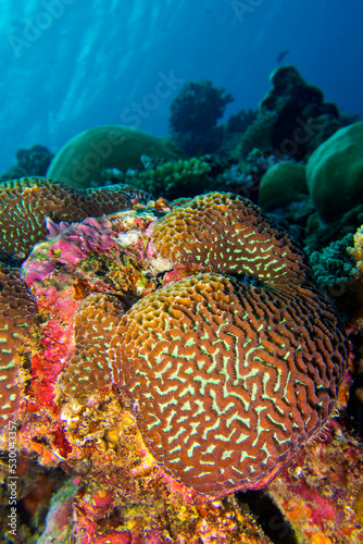 Coral Reef Seascape  Reef Building Coral  Coral Reef  South Ari Atoll  Maldives  Indian Ocean  Asia